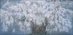 坪井の枝垂桜